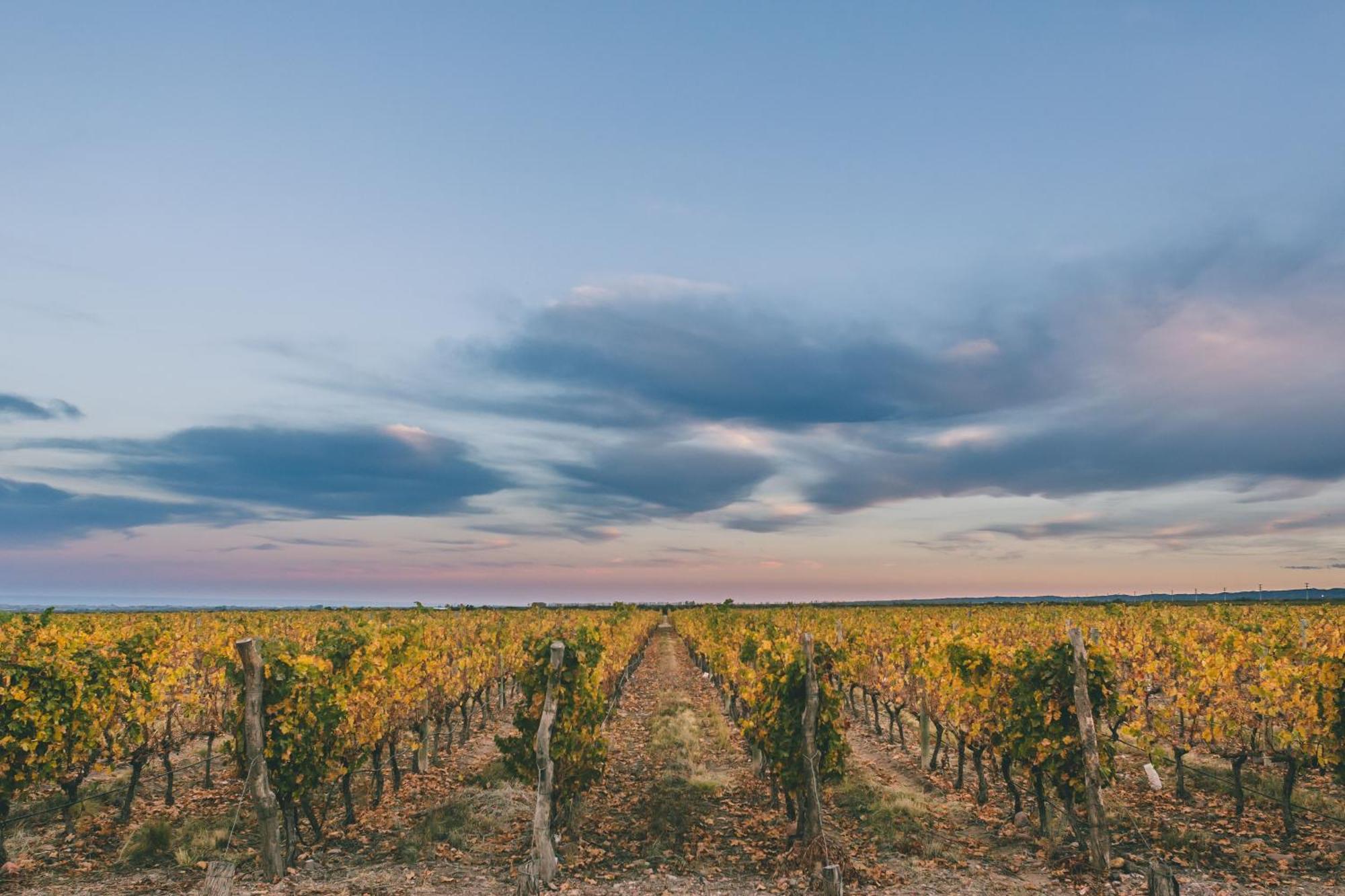 Rosell Boher Winery Lodge & Spa Агрело Экстерьер фото